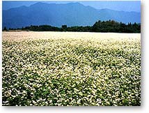 White buckwheat flowerbed